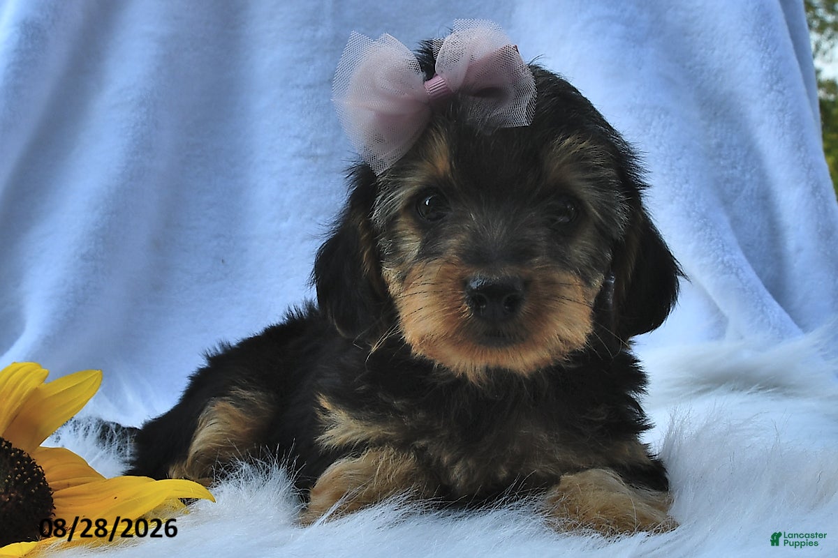 Morkie dogs Peace  - Ad 2
