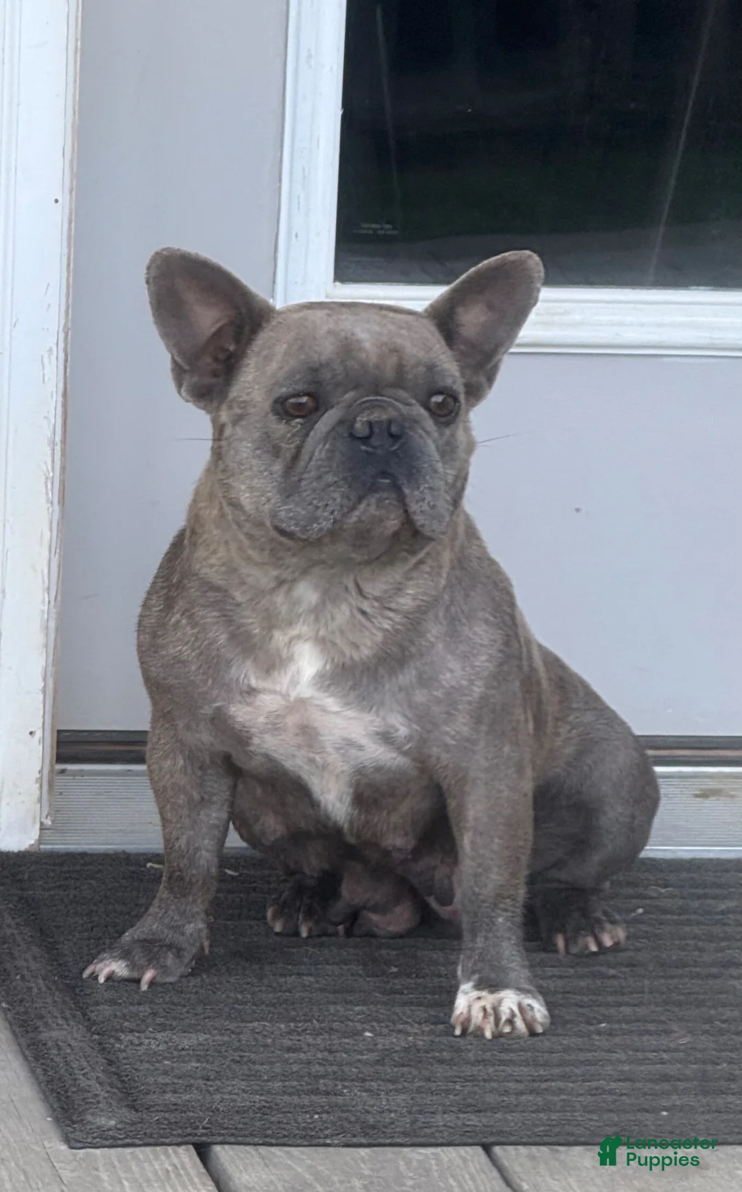 French Bulldog dogs for sale: Forest - Ad 4