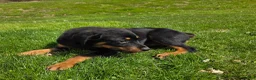 Rottweiler dogs for sale: Rottweiler Puppy 1 - Ad 5