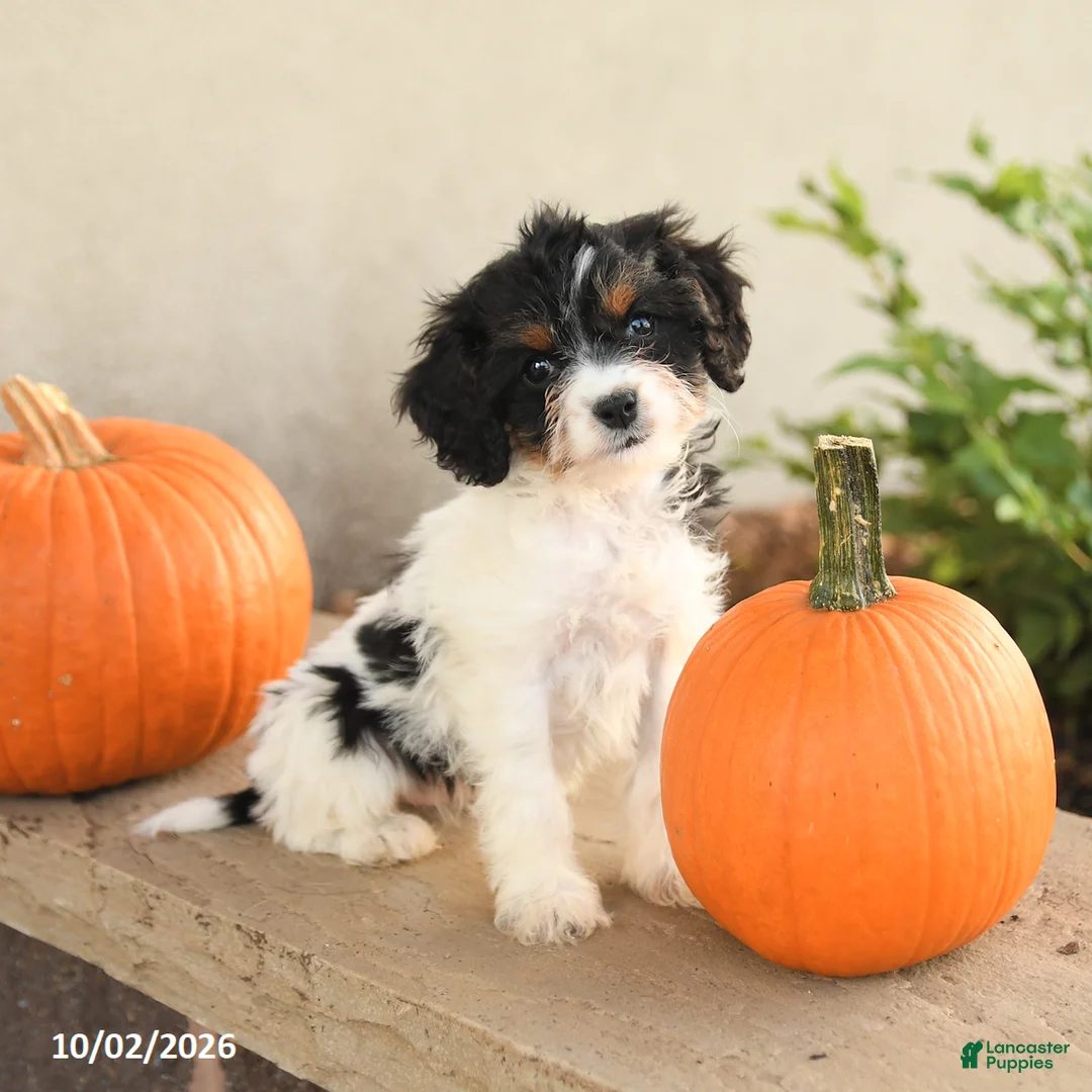 Cavapoo dogs for sale: Angel - Ad 2