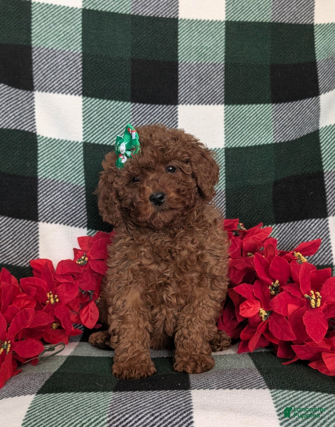 Miniature Poodle dogs for sale: Chanelle Ready for Christmas - Ad 2
