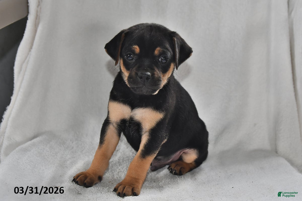 Mixed Breed dogs Bandit - Ad 2