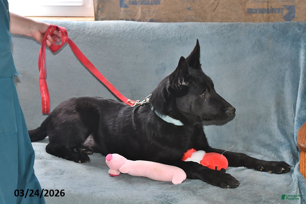 Belgian Malinois dogs Apollo - Ad 2