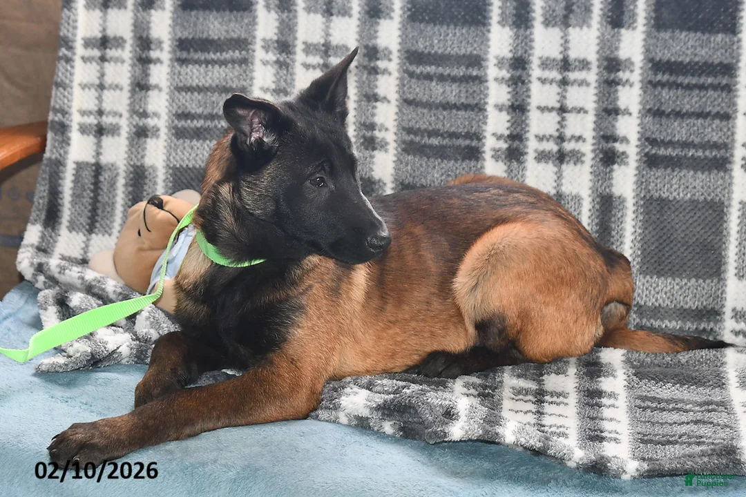 Belgian Malinois dogs for sale: Scarlet - Ad 2