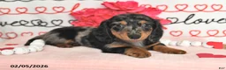 Miniature Dachshund dogs for sale: Harper - Ad 5
