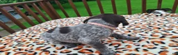 German Shorthaired Pointer dogs for sale: German Shorthaired Pointer Sage - Ad 3