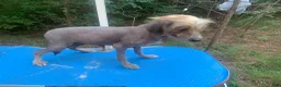 Chinese Crested dogs for sale: Chinese Crested 1 - Ad 4