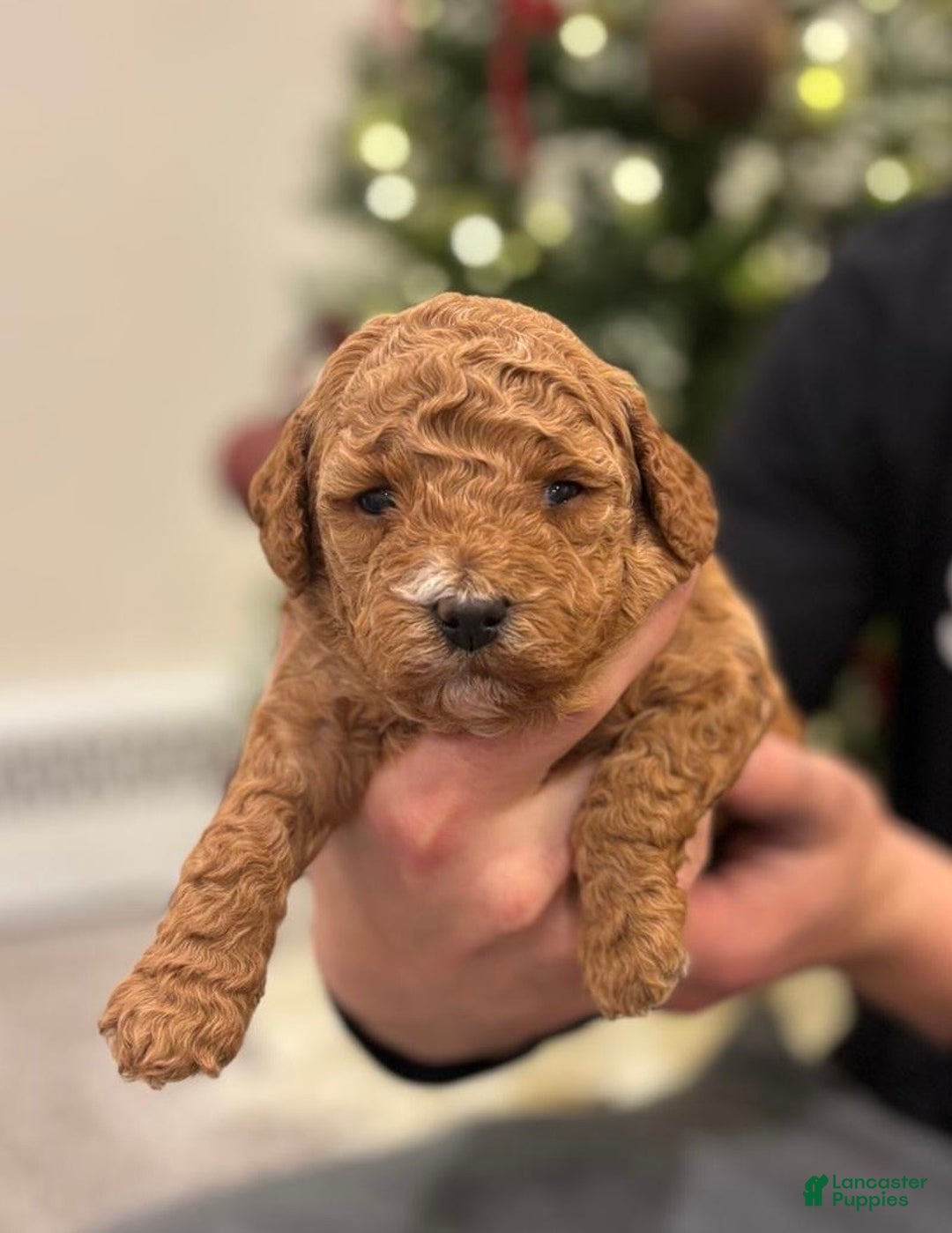 Mini Goldendoodle dogs for sale: Poppy - Ad 1