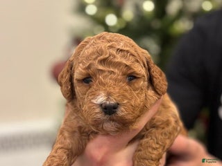 Mini Goldendoodle dogs for sale: Poppy - Ad 4