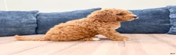 Miniature Labradoodle dogs for sale: Helena - Ad 5