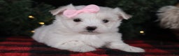 Maltese dogs for sale: ANGIE - Ad 17