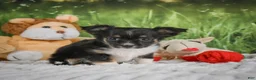 Chihuahua dogs for sale: Paige - Ad 4