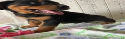 Rottweiler dogs for sale: Hans - Ad 3