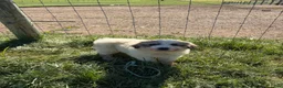 Great Pyrenees dogs for sale: Great Pyrenees Puppy 1 - Ad 5