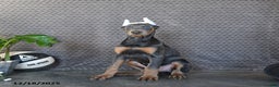 Doberman Pinscher dogs for sale: Zeke - Ad 5