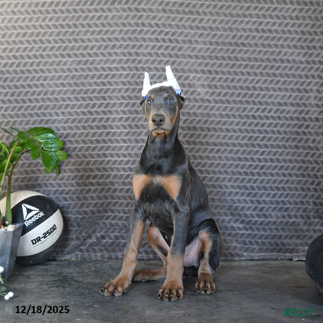 Doberman Pinscher dogs for sale: Zeke - Ad 5