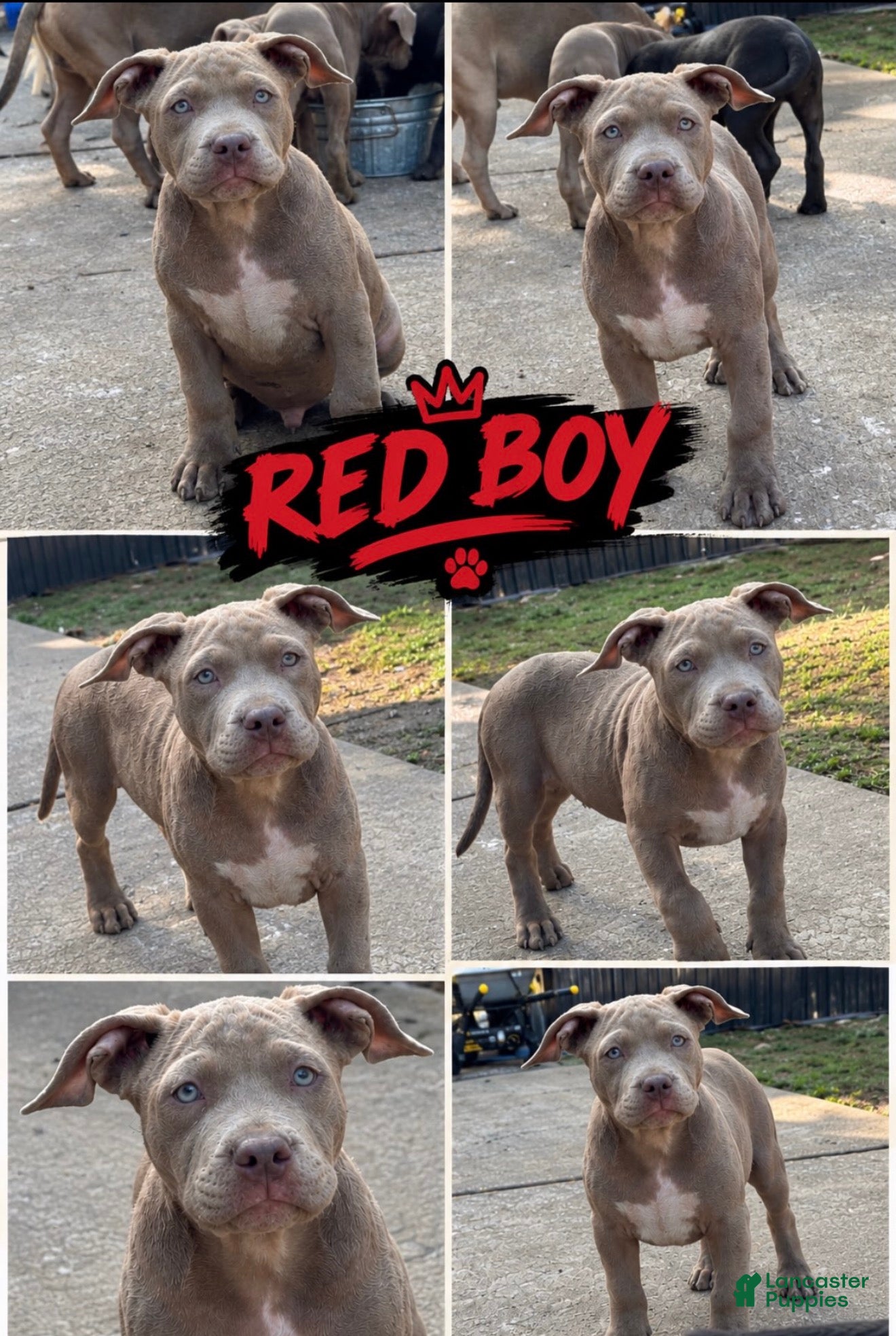Mixed Breed dogs Mixed Breed 1 - Ad 1