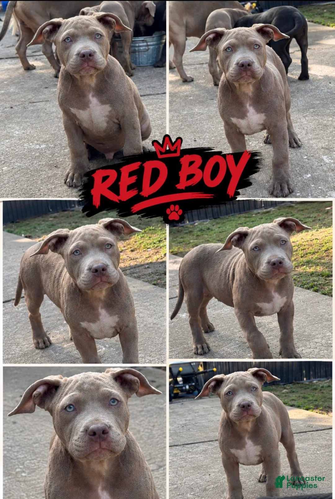 Mixed Breed dogs for sale: Mixed Breed 1 - Ad 1