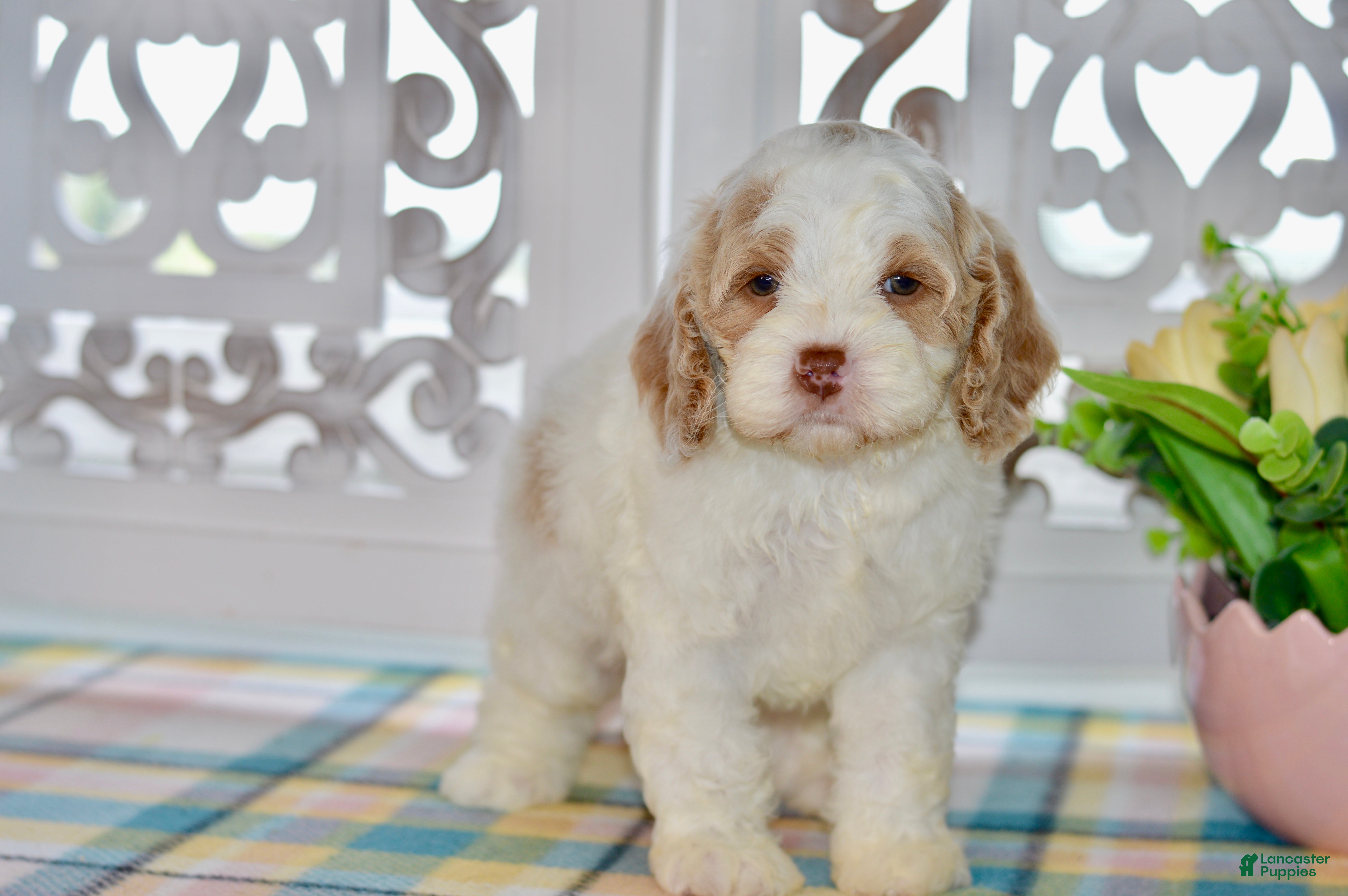 Cockapoo dogs Charles - Ad 2