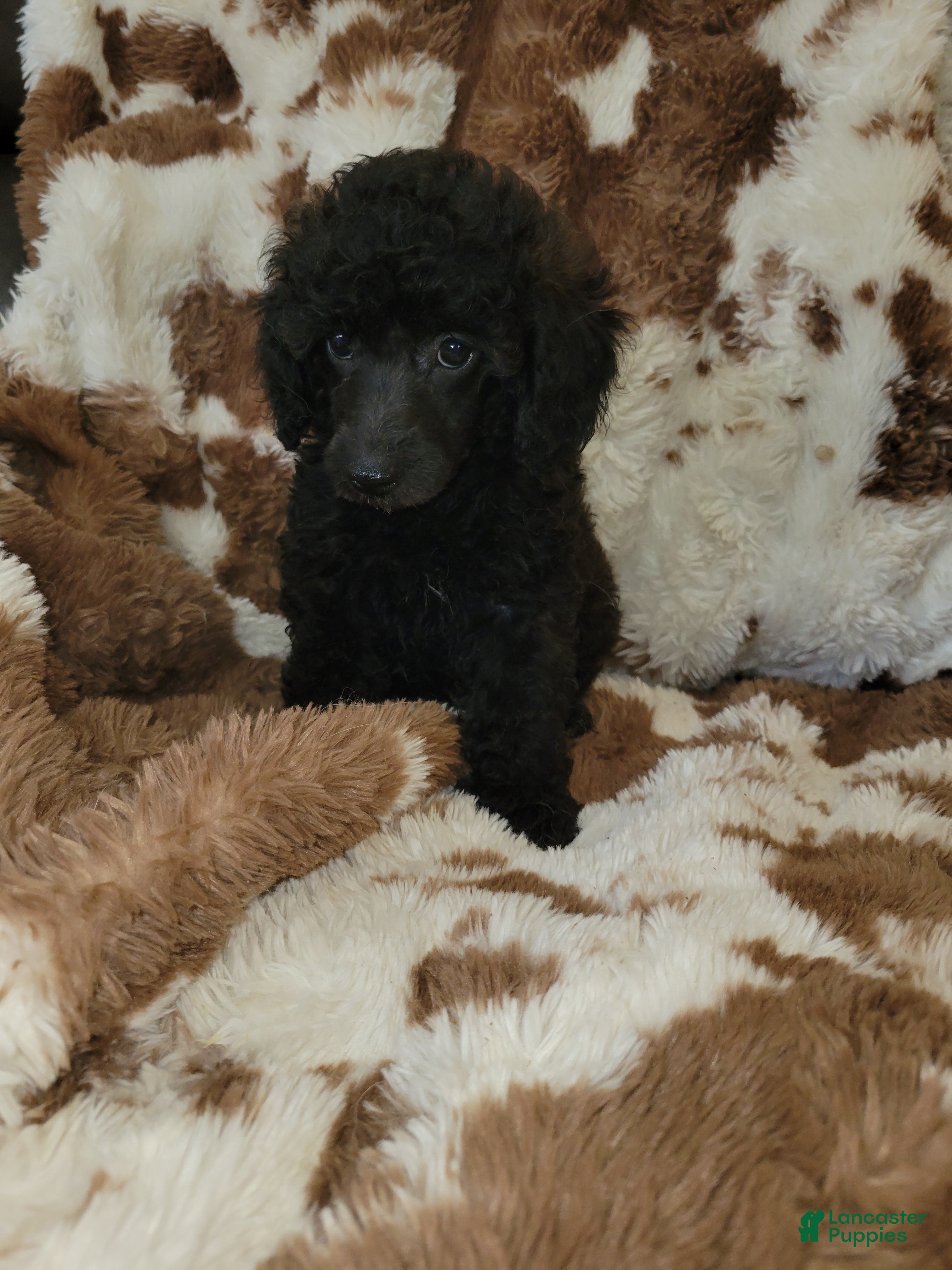 Toy Poodle dogs for sale: Toy Poodle 2 - Ad 2