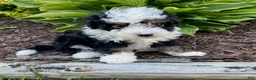 Mini Bernedoodle dogs for sale: Wesley- smallest in litter - Ad 4