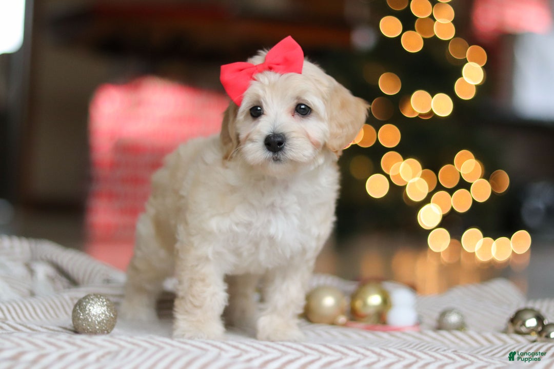 Maltipoo dogs for sale: Rosie - Ad 3