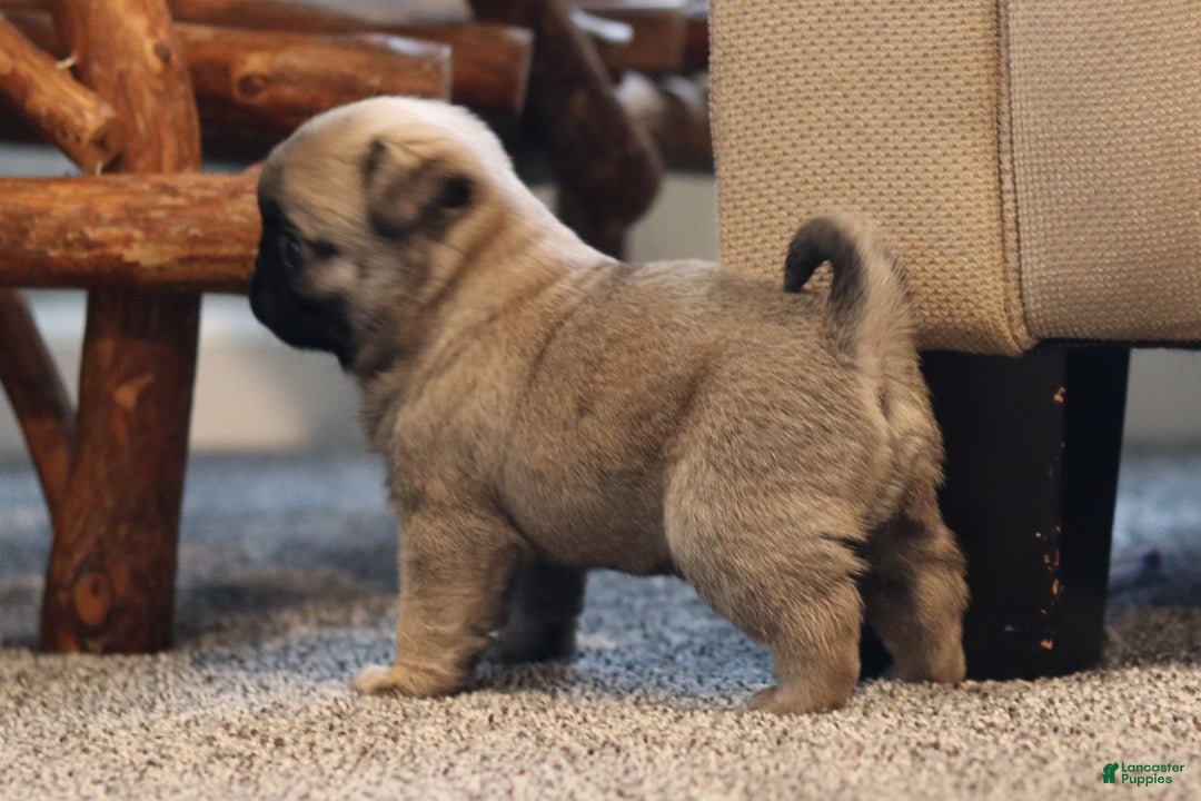 Pug dogs for sale: Champion Polly - Ad 2