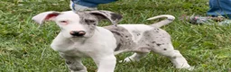 Great Dane dogs for sale: Patches Great Dane  - Ad 7