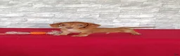 Miniature Dachshund dogs for sale: Stanton - Ad 6