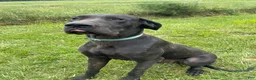 Great Dane dogs for sale: Freckles- blue - Ad 9