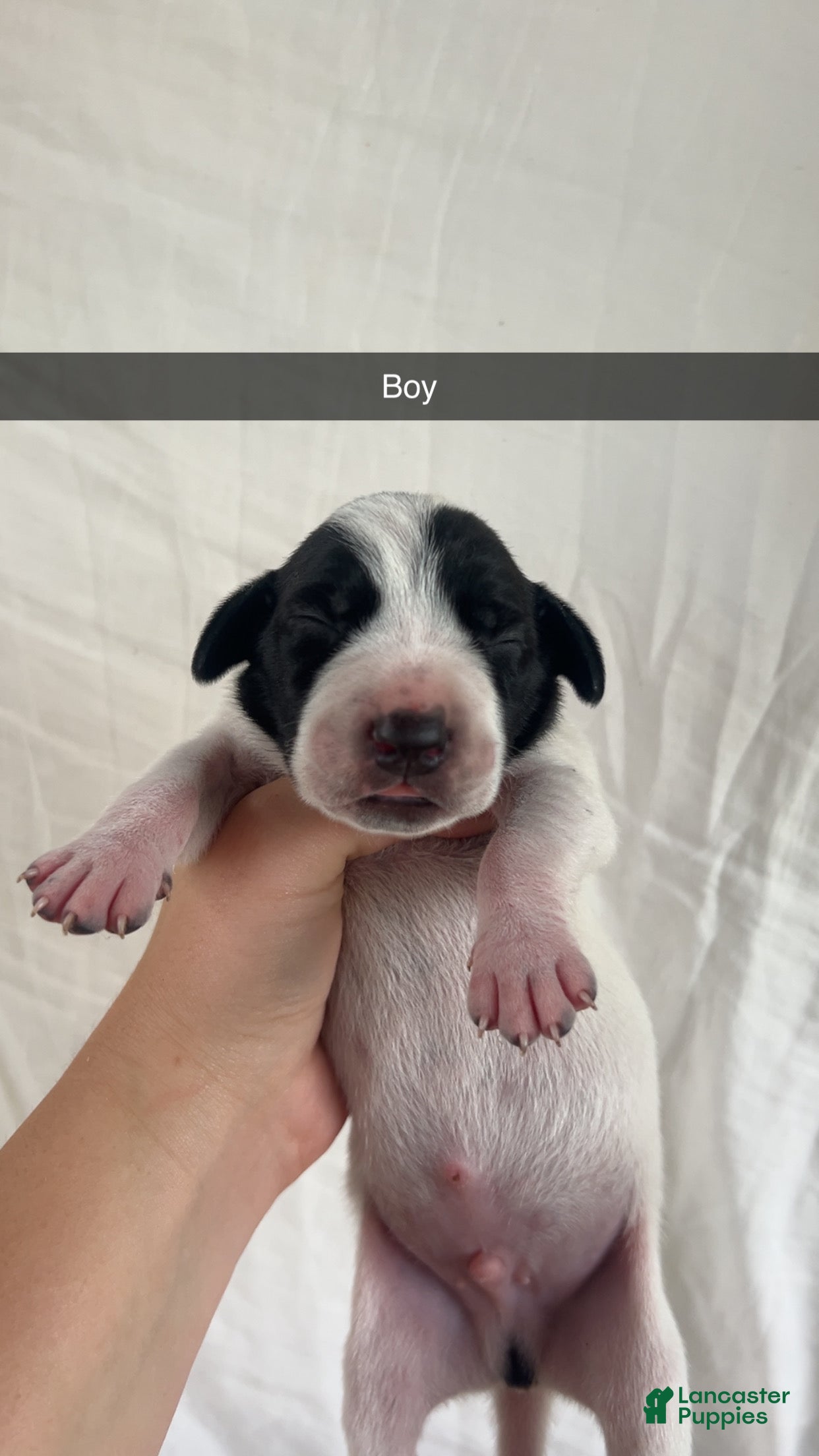 Mixed Breed dogs Mixed Breed 2 - Ad 38
