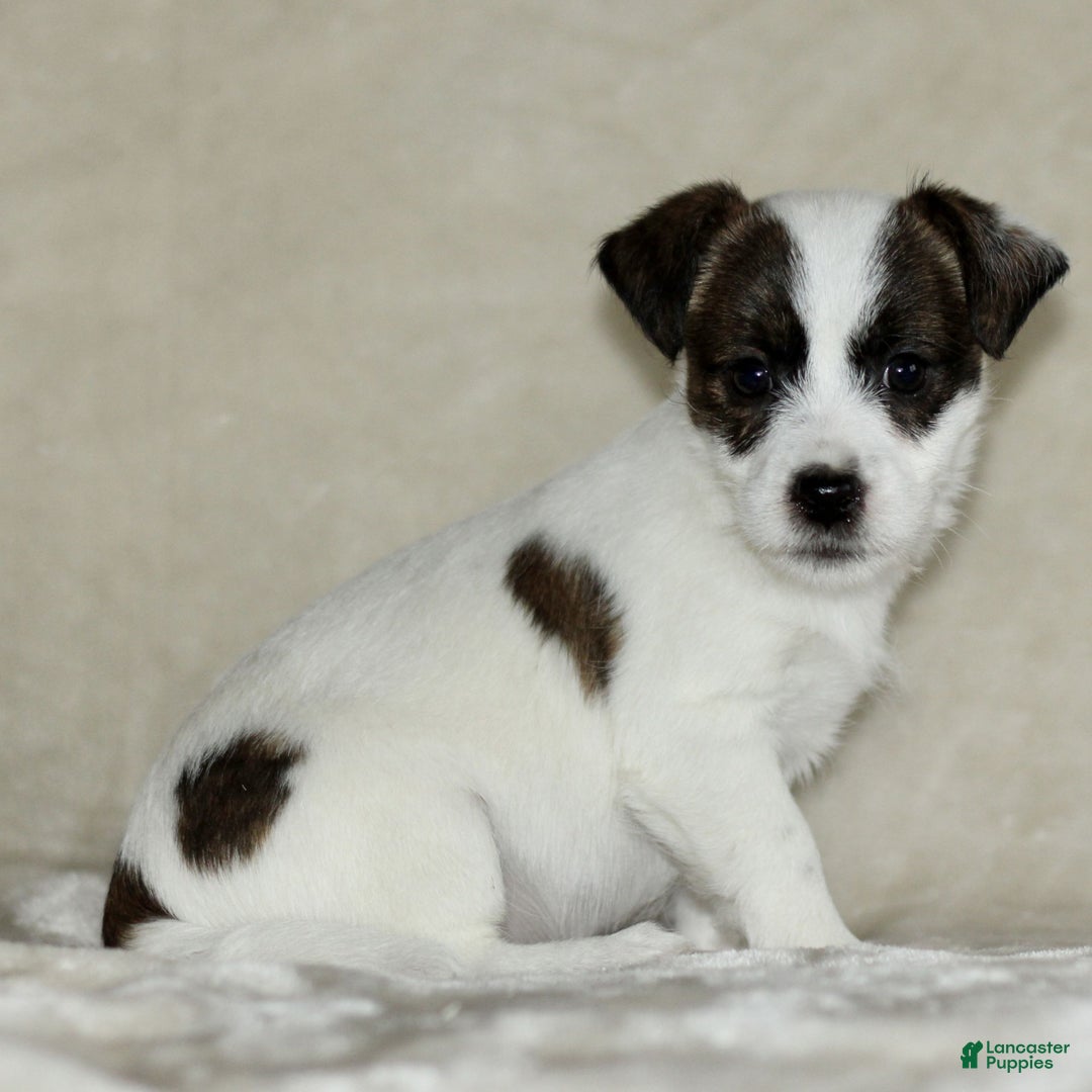 Mixed Breed dogs for sale: Layla  - Ad 1