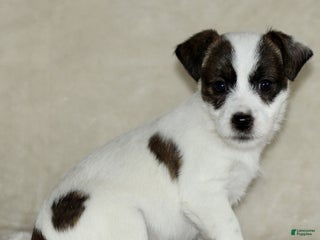 Mixed Breed dogs Layla - Ad 31