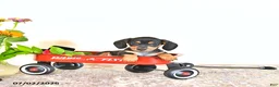 Miniature Dachshund dogs for sale: Dora - Ad 2