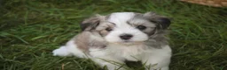 Havanese dogs for sale: Darcy Havanese  - Ad 16