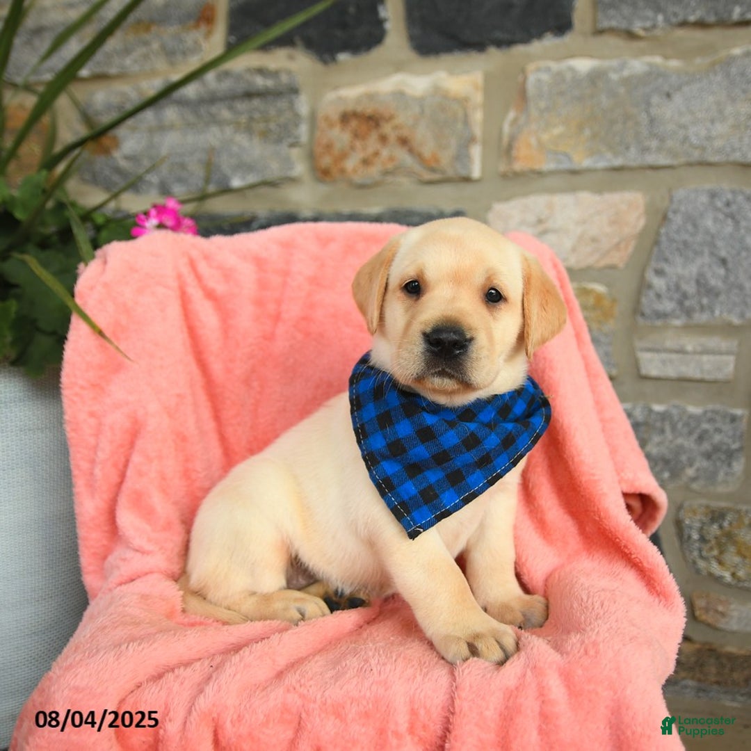 Hound Puppies Polish Hound Lab Mix Labrador Mixed Breed Puppies