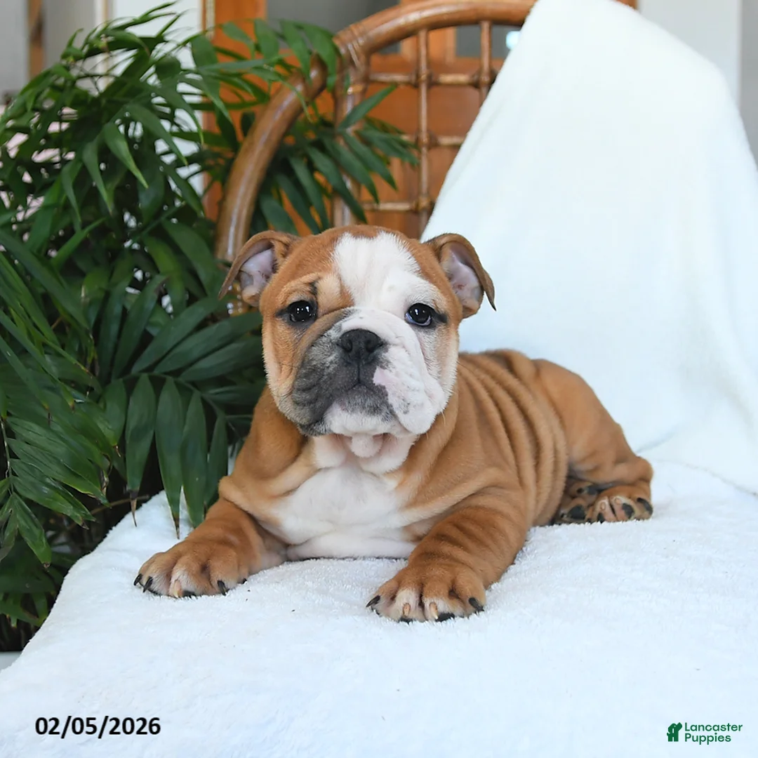 English Bulldog dogs for sale: Molly - Ad 3
