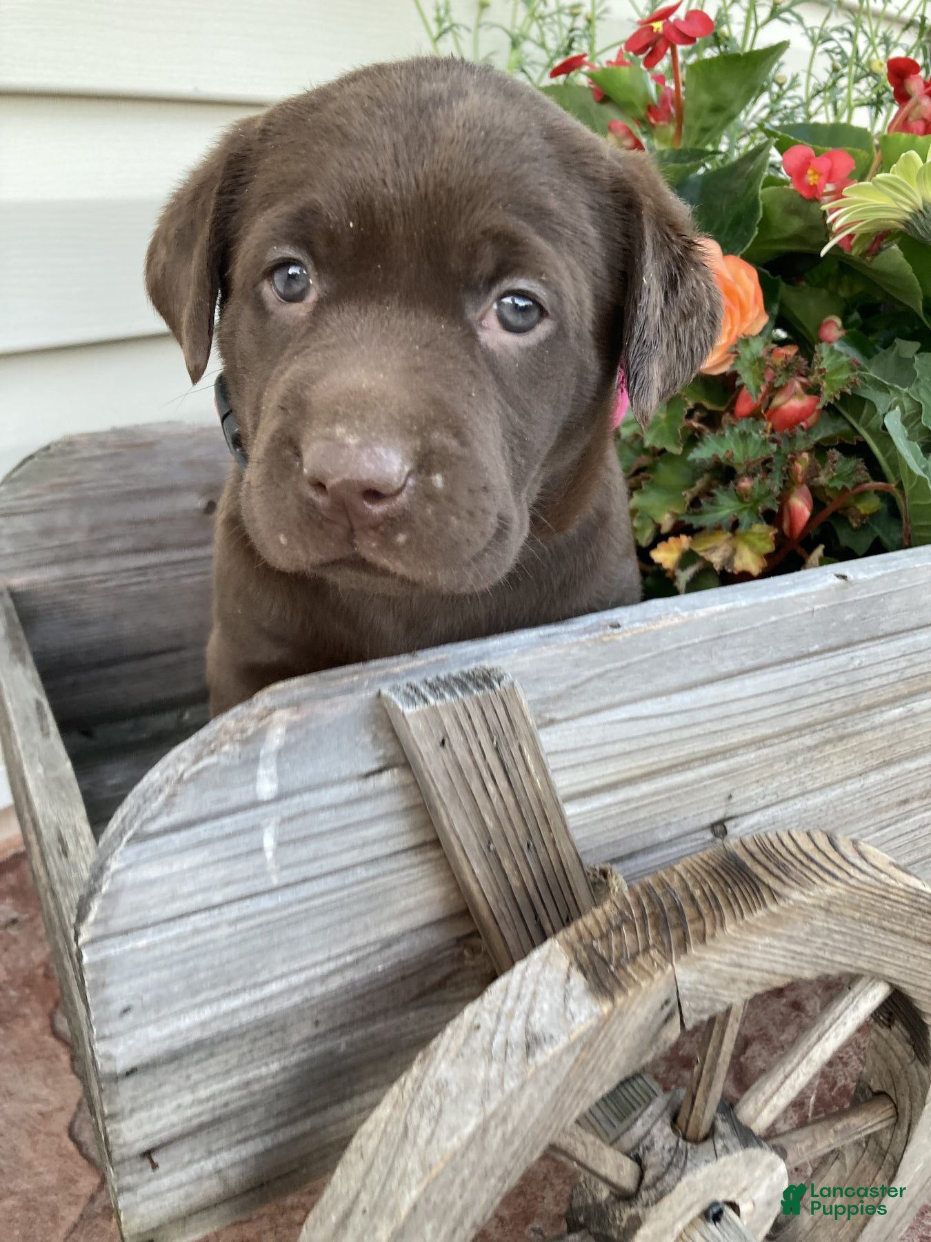 Labrador Retriever dogs for sale: Rosie - Ad 3