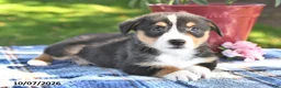 Welsh Corgi Pembroke dogs for sale: Casper - Ad 4