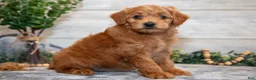 Mini Goldendoodle dogs for sale: Stella - Ad 1