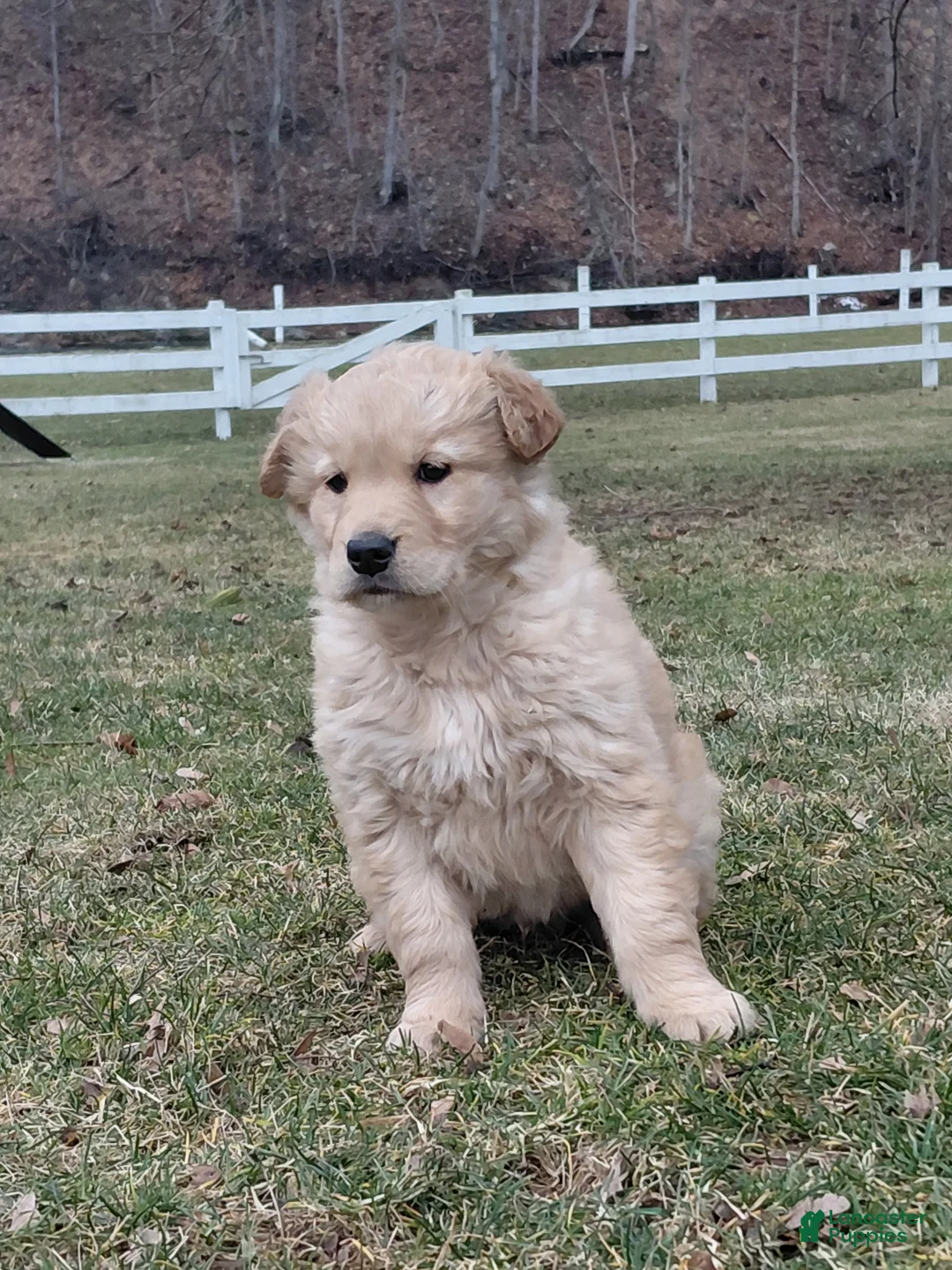 Golden Retriever dogs for sale: Max - Ad 6