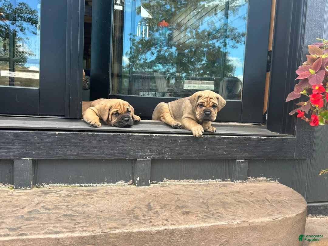 Gallery Image {{count}}