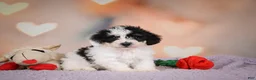Maltipoo dogs for sale: Benji - Ad 2