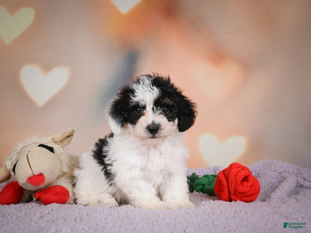 Maltipoo dogs for sale: Benji - Ad 2