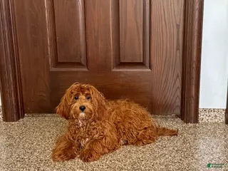 Cockapoo dogs Bonnie - Ad 37