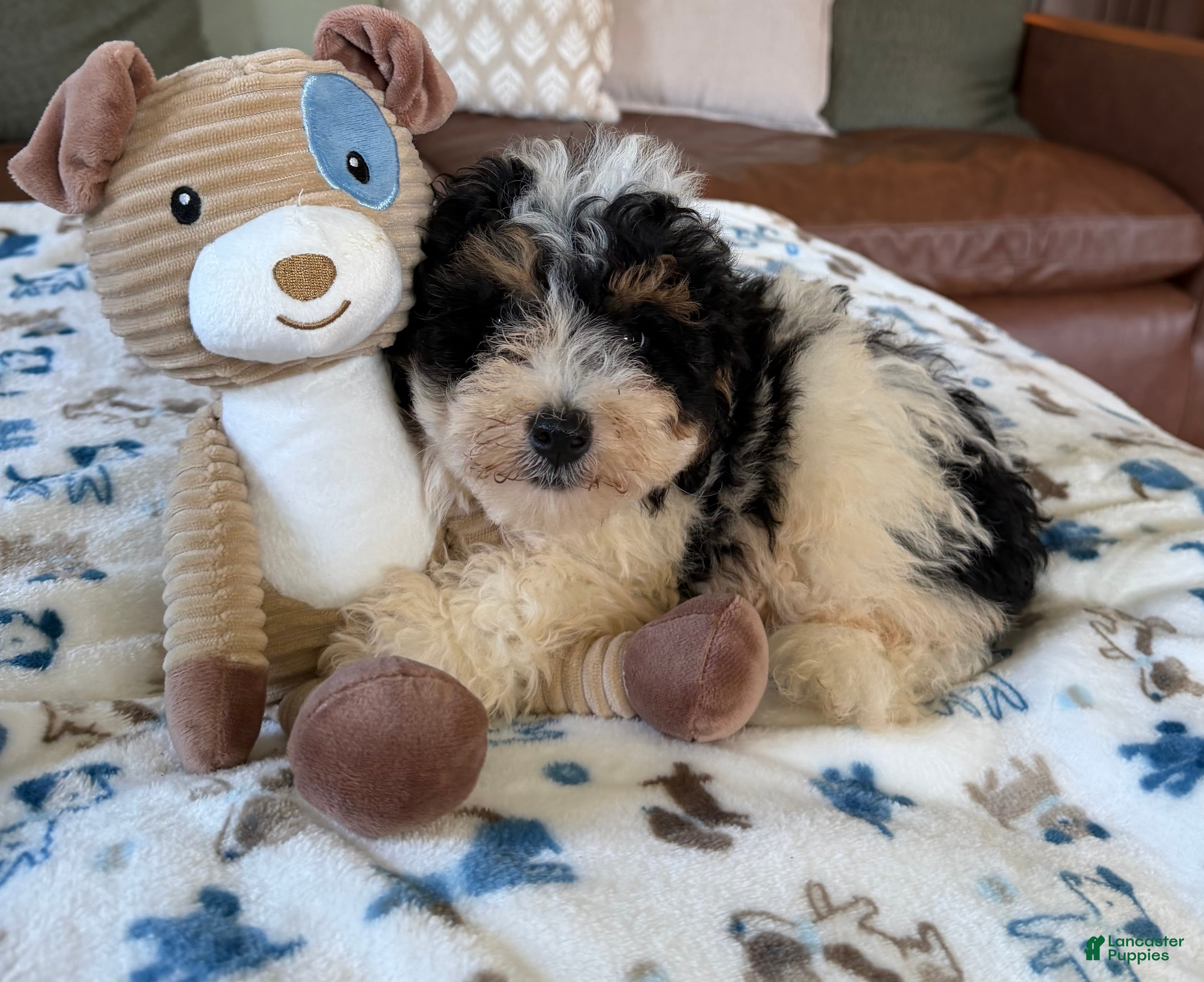 Mini Bernedoodle dogs Mini Bernedoodle male- Benny - Ad 1