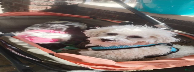 Mateo 