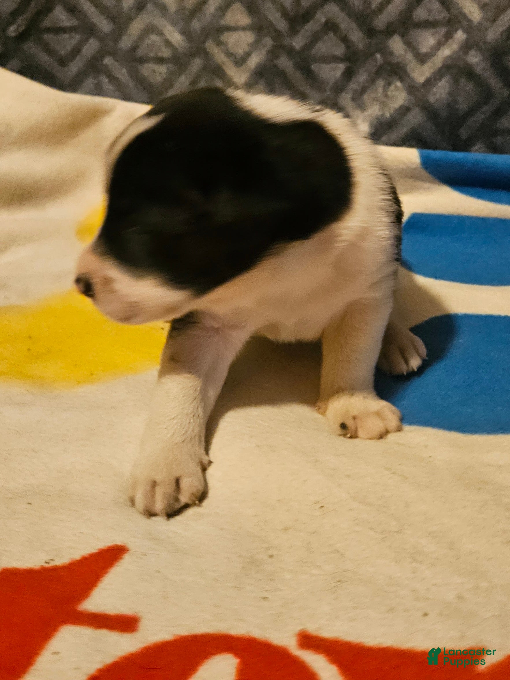 Border Collie dogs Bo - Ad 2