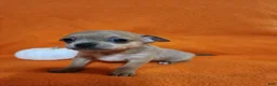 Chihuahua dogs for sale: Bear - Ad 6
