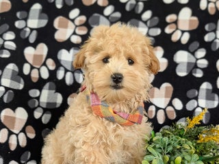 Maltipoo dogs - Ad 34